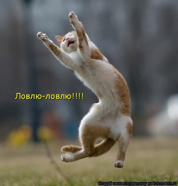 Ловлю-ловлю!!!!... Котоматрица: Ловлю-ловлю!!!!