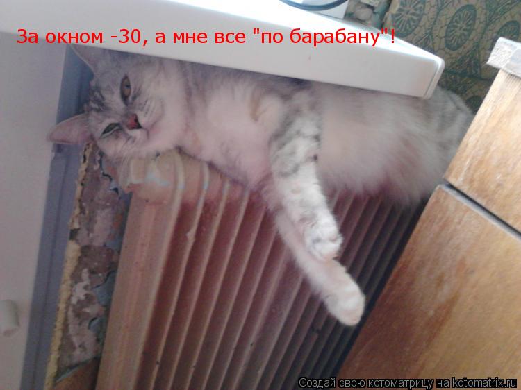 За окном -30, а мне все "по барабану"!... Котоматрица: За окном -30, а мне все "по барабану"!