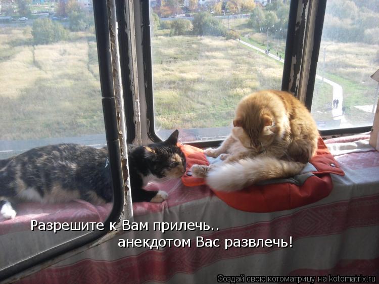 Разрешите к Вам прилечь.. анекдотом Вас развлечь!... Котоматрица: Разрешите к Вам прилечь.. анекдотом Вас развлечь!