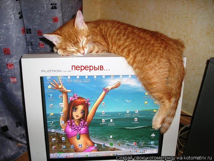 перерыв...... Котоматрица: перерыв...