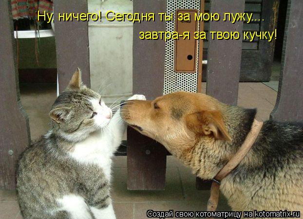 Ну, ничего! Сегодня ты за мою лужу.... завтра-я за твою кучку!... Котоматрица: Ну, ничего! Сегодня ты за мою лужу.... завтра-я за твою кучку!