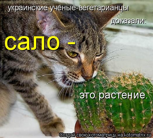 доказали: сало - это растение. украинские учёные-вегетарианцы... Котоматрица: доказали: сало - это растение. украинские учёные-вегетарианцы