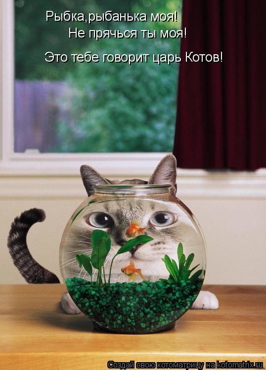 Рыбка,рыбанька моя! Не прячься ты моя! Это тебе говорит царь Котов!... Котоматрица: Рыбка,рыбанька моя! Не прячься ты моя! Это тебе говорит царь Котов!