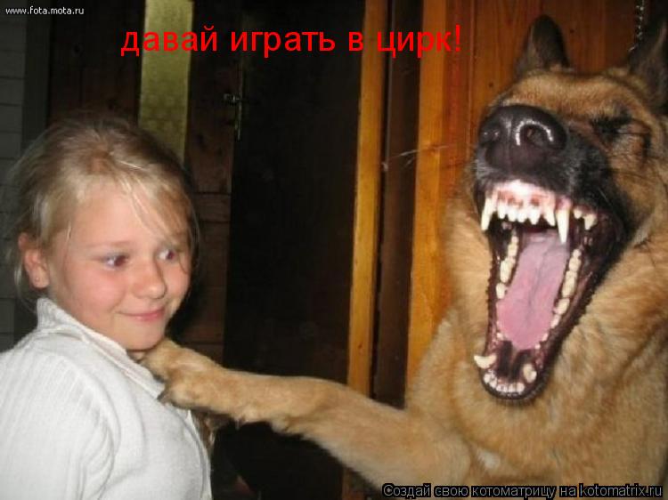 давай играть в цирк!... Котоматрица: давай играть в цирк!