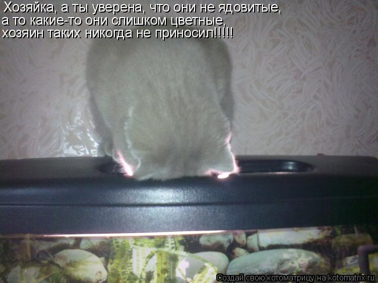 Хозяйка, а ты уверена, что они не ядовитые, а то какие-то они слишком цветные, хозяин таких никогда ... Котоматрица: Хозяйка, а ты уверена, что они не ядовитые, а то какие-то они слишком цветные, хозяин таких никогда не приносил!!!!!