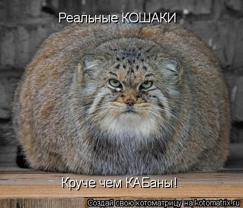 Реальные КОШАКИ Круче чем КАБаны!... Котоматрица: Реальные КОШАКИ Круче чем КАБаны!