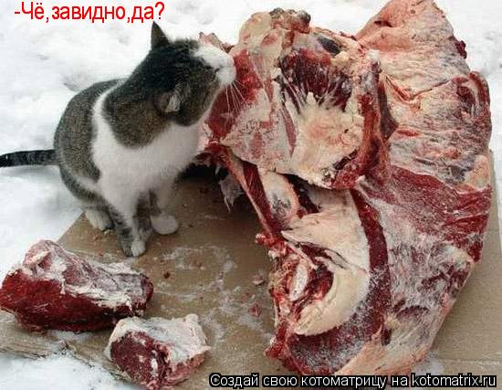 -Чё,завидно,да? -Чё,завидно,да?... Котоматрица: -Чё,завидно,да? -Чё,завидно,да?