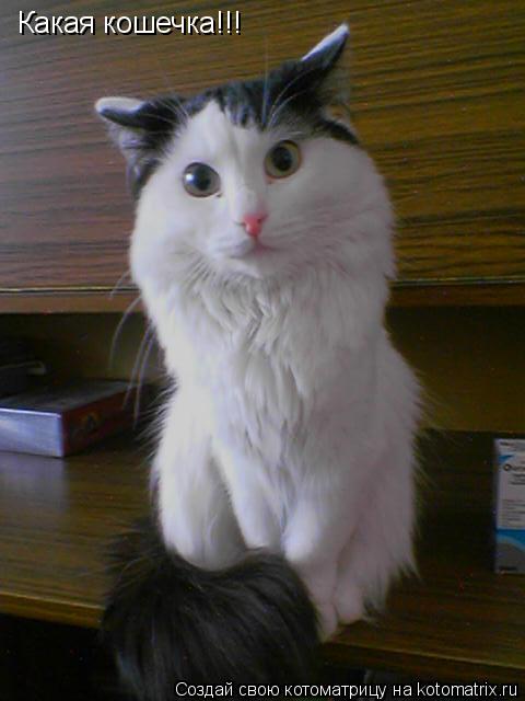 Какая кошечка!!!... Котоматрица: Какая кошечка!!!