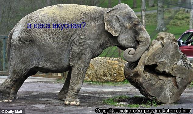 а кака вкусная?... Котоматрица: а кака вкусная?