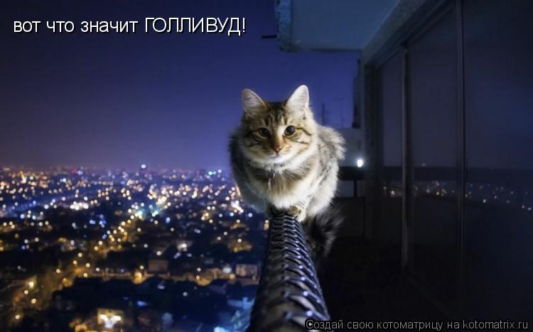 вот что значит ГОЛЛИВУД!... Котоматрица: вот что значит ГОЛЛИВУД!