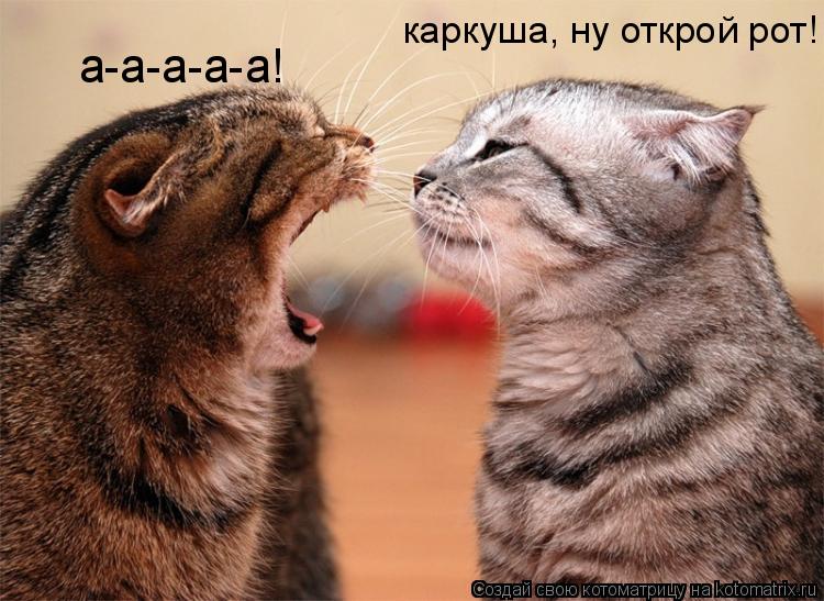 каркуша, ну открой рот! а-а-а-а-а!... Котоматрица: каркуша, ну открой рот! а-а-а-а-а!