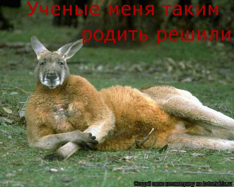 Ученые меня таким родить решили... Котоматрица: Ученые меня таким родить решили