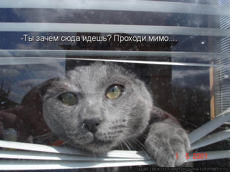 -Ты зачем сюда идешь? Проходи мимо....... Котоматрица: -Ты зачем сюда идешь? Проходи мимо....