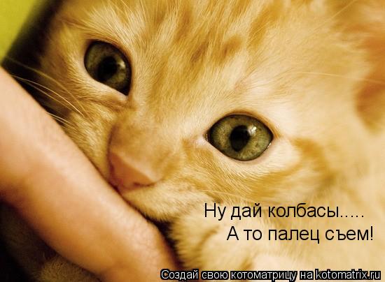 Ну дай колбасы..... А то палец съем!... Котоматрица: Ну дай колбасы..... А то палец съем!