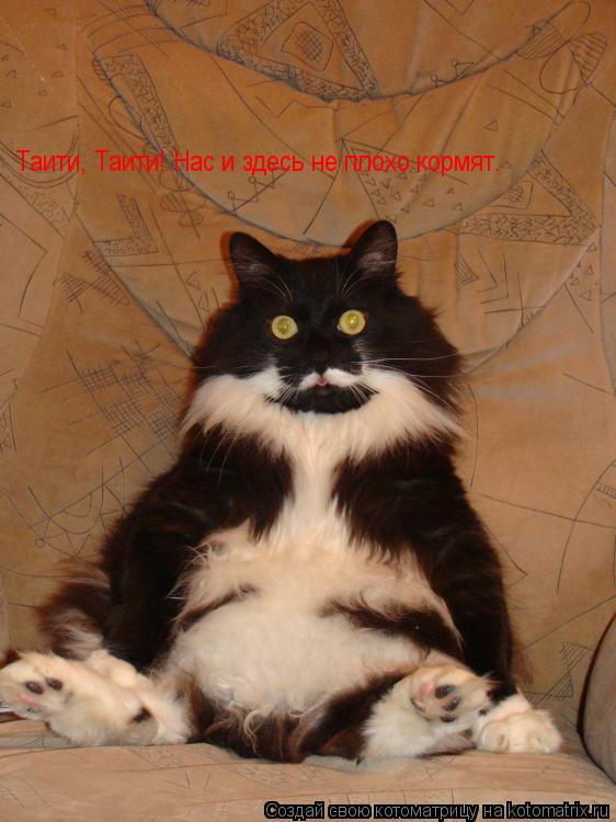 Таити, Таити! Нас и здесь не плохо кормят.... Котоматрица: Таити, Таити! Нас и здесь не плохо кормят.