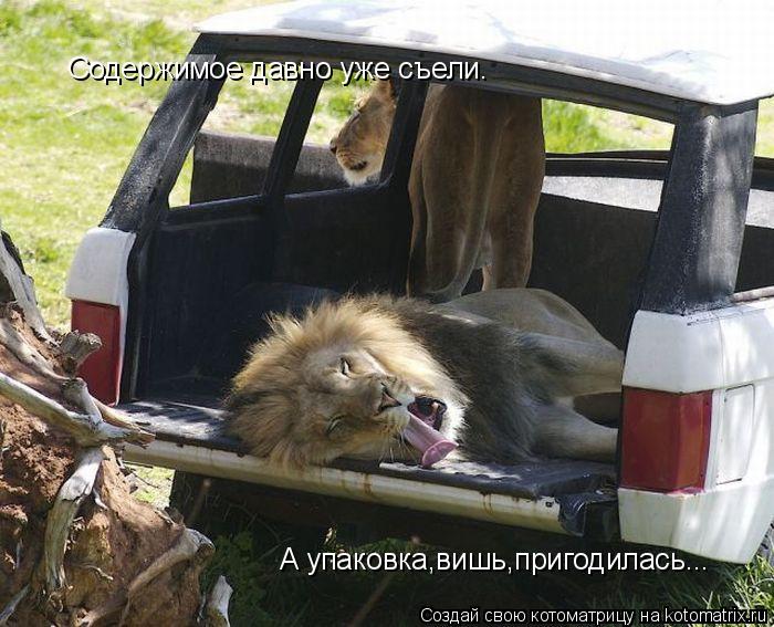 Содержимое давно уже съели. А упаковка,вишь,пригодилась...... Котоматрица: Содержимое давно уже съели. А упаковка,вишь,пригодилась...