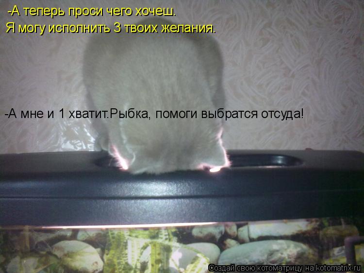 -А теперь проси чего хочеш. Я могу исполнить 3 твоих желания. -А мне и 1 хватит.Рыбка, помоги выбратс... Котоматрица: -А теперь проси чего хочеш. Я могу исполнить 3 твоих желания. -А мне и 1 хватит.Рыбка, помоги выбратся отсуда!