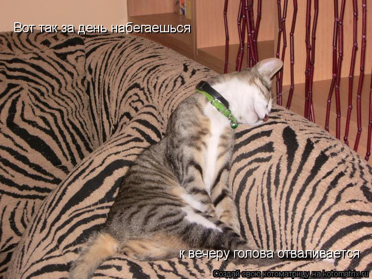 Вот так за день набегаешься к вечеру голова отваливается... Котоматрица: Вот так за день набегаешься к вечеру голова отваливается