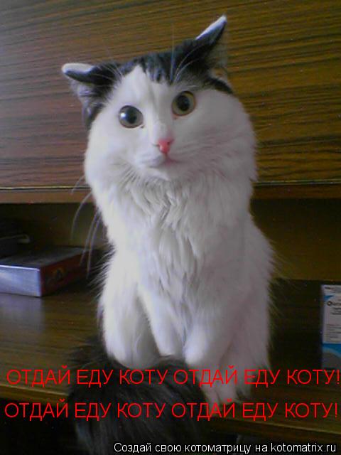 Котоматрица: ОТДАЙ ЕДУ КОТУ ОТДАЙ ЕДУ КОТУ! ОТДАЙ ЕДУ КОТУ ОТДАЙ ЕДУ КОТУ!