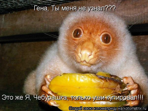 Котоматрица: Гена, Ты меня не узнал??? Это же Я, Чебурашка, только уши купировал!!!