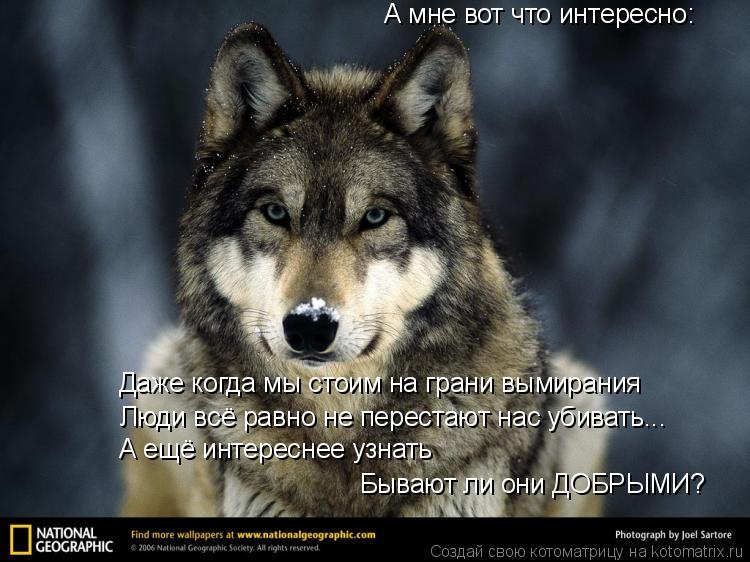 Котоматрица: А мне вот что интересно: Даже когда мы стоим на грани вымирания Люди всё равно не перестают нас убивать... А ещё интереснее узнать Бывают ли о