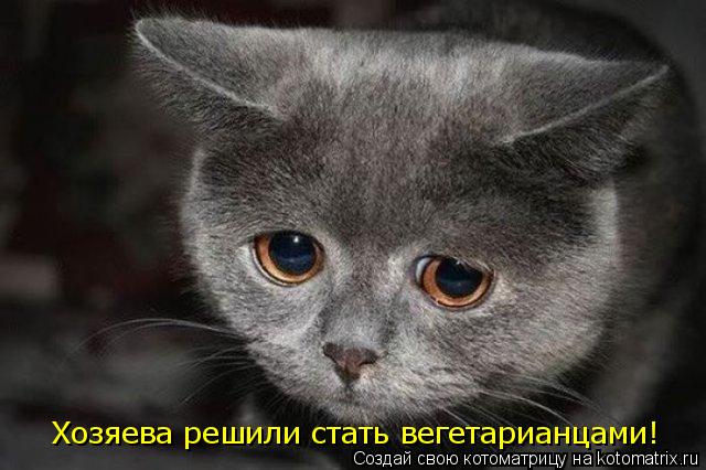 Котоматрица: Хозяева решили стать вегетарианцами!