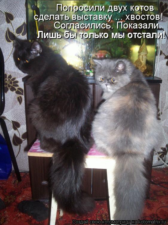 Попросили двух котов сделать выставку ... хвостов! Согласились. Показали. Лишь бы только мы отстали! ... Котоматрица: Попросили двух котов сделать выставку ... хвостов! Согласились. Показали. Лишь бы только мы отстали! Лишь бы только мы отстали!