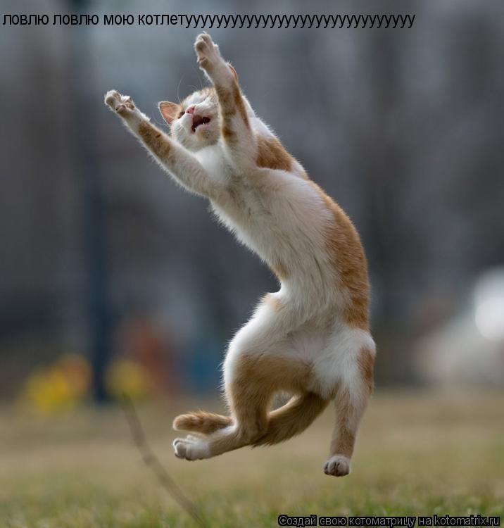 Котоматрица: ловлю ловлю мою котлетуууууууууууууууууууууууууууууу