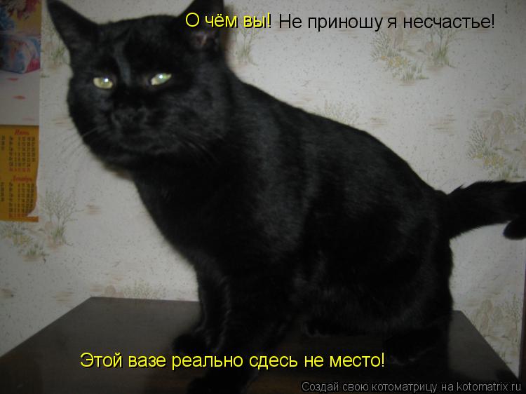 Не приношу я несчастье! О чём вы! Этой вазе реально сдесь не место!... Котоматрица: Не приношу я несчастье! О чём вы! Этой вазе реально сдесь не место!