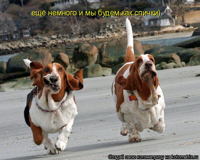Котоматрица: ещё немного и мы будем как спички)