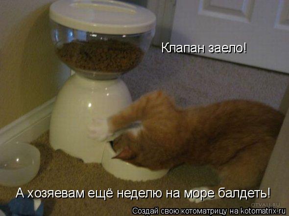 Котоматрица: А хозяевам ещё неделю на море балдеть! Клапан заело!