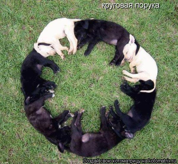 Котоматрица: круговая порука