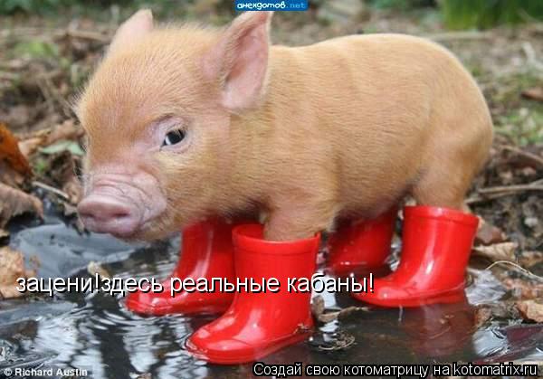 зацени!здесь реальные кабаны!... Котоматрица: зацени!здесь реальные кабаны!