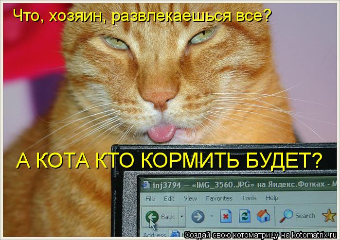 Что, хозяин, развлекаешься все? А КОТА КТО КОРМИТЬ БУДЕТ?... Котоматрица: Что, хозяин, развлекаешься все? А КОТА КТО КОРМИТЬ БУДЕТ?