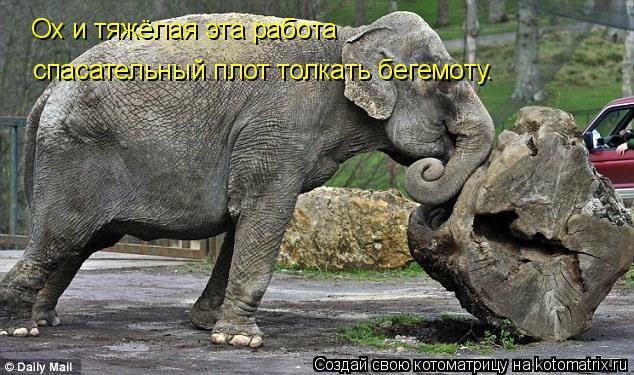 Ох и тяжёлая эта работа спасательный плот толкать бегемоту.... Котоматрица: Ох и тяжёлая эта работа спасательный плот толкать бегемоту.