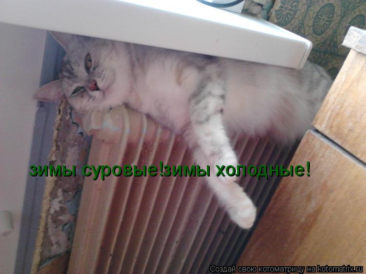 зимы суровые!зимы холодные!... Котоматрица: зимы суровые!зимы холодные!
