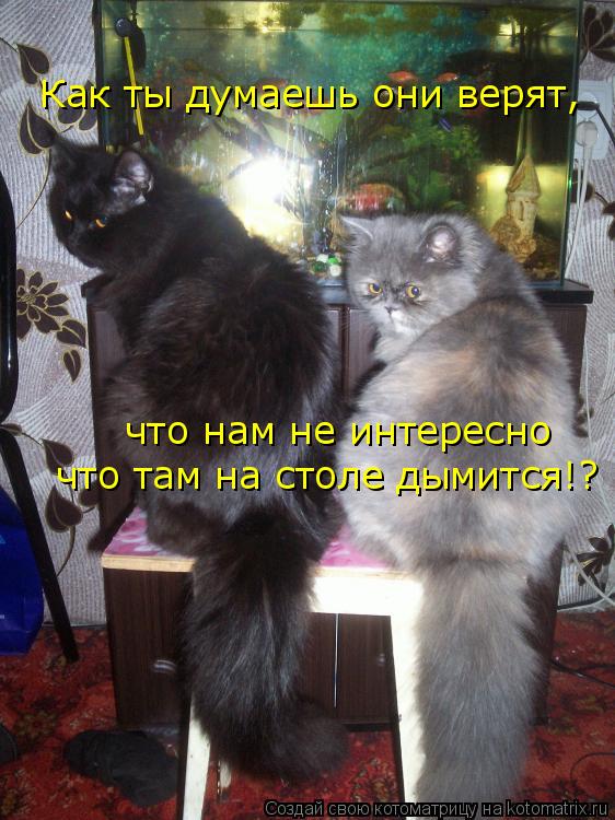 Как ты думаешь они верят, что нам не интересно что там на столе дымится!?... Котоматрица: Как ты думаешь они верят, что нам не интересно что там на столе дымится!?