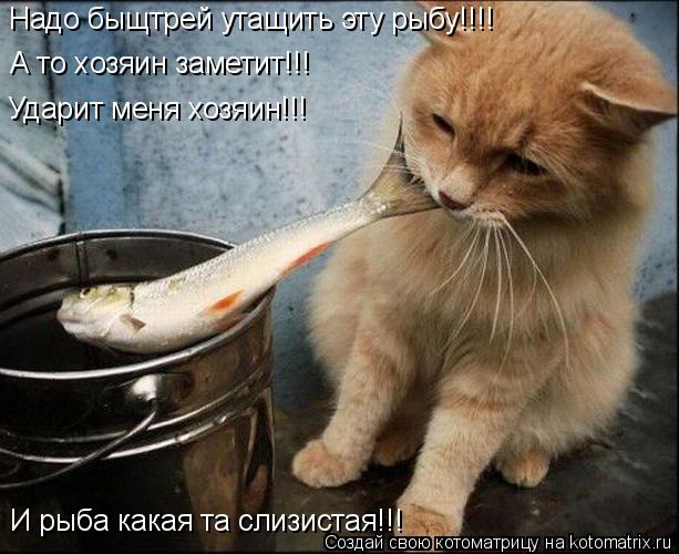 Надо быщтрей утащить эту рыбу!!!! А то хозяин заметит!!! И рыба какая та слизистая!!! Ударит меня хоз... Котоматрица: Надо быщтрей утащить эту рыбу!!!! А то хозяин заметит!!! И рыба какая та слизистая!!! Ударит меня хозяин!!!