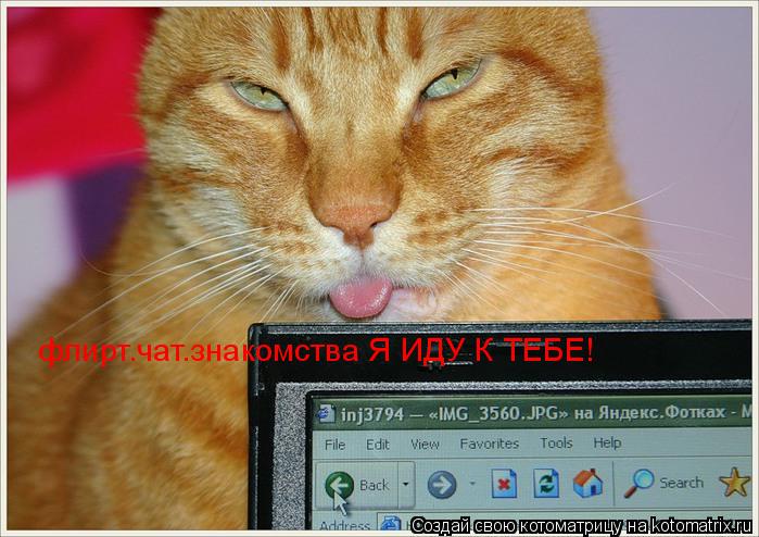 флирт.чат.знакомства Я ИДУ К ТЕБЕ!... Котоматрица: флирт.чат.знакомства Я ИДУ К ТЕБЕ!