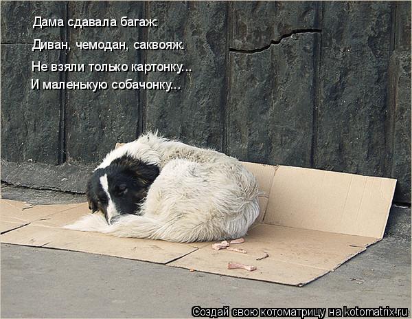 Дама сдавала багаж: Диван, чемодан, саквояж. Не взяли только картонку... И маленькую собачонку...... Котоматрица: Дама сдавала багаж: Диван, чемодан, саквояж. Не взяли только картонку... И маленькую собачонку...