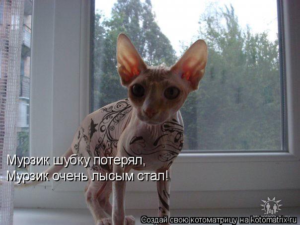 Мурзик шубку потерял, Мурзик очень лысым стал!... Котоматрица: Мурзик шубку потерял, Мурзик очень лысым стал!