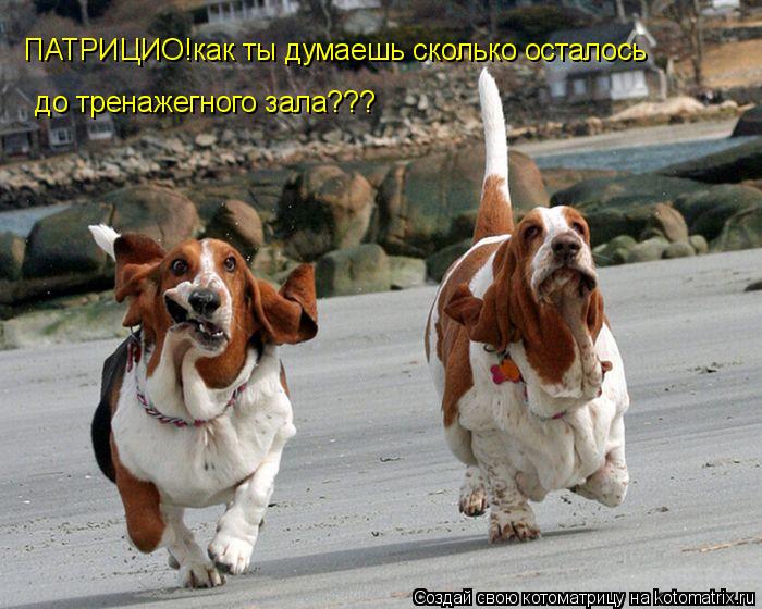 ПАТРИЦИО!как ты думаешь сколько осталось до тренажегного зала???... Котоматрица: ПАТРИЦИО!как ты думаешь сколько осталось до тренажегного зала???