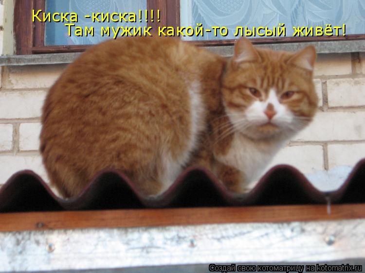 Киска -киска!!!! Там мужик какой-то лысый живёт!... Котоматрица: Киска -киска!!!! Там мужик какой-то лысый живёт!