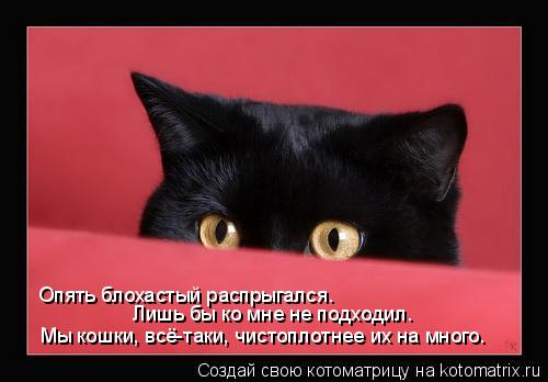 Опять блохастый распрыгался. Лишь бы ко мне не подходил. Мы кошки, всё-таки, чистоплотнее их на много... Котоматрица: Опять блохастый распрыгался. Лишь бы ко мне не подходил. Мы кошки, всё-таки, чистоплотнее их на много.
