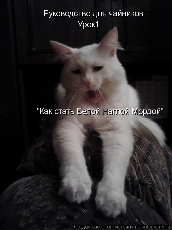 Руководство для чайников: Урок1 "Как стать Белой Наглой Мордой"... Котоматрица: Руководство для чайников: Урок1 "Как стать Белой Наглой Мордой"