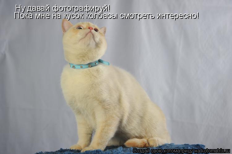 Ну давай фотографируй! Пока мне на кусок колбасы смотреть интересно!... Котоматрица: Ну давай фотографируй! Пока мне на кусок колбасы смотреть интересно!