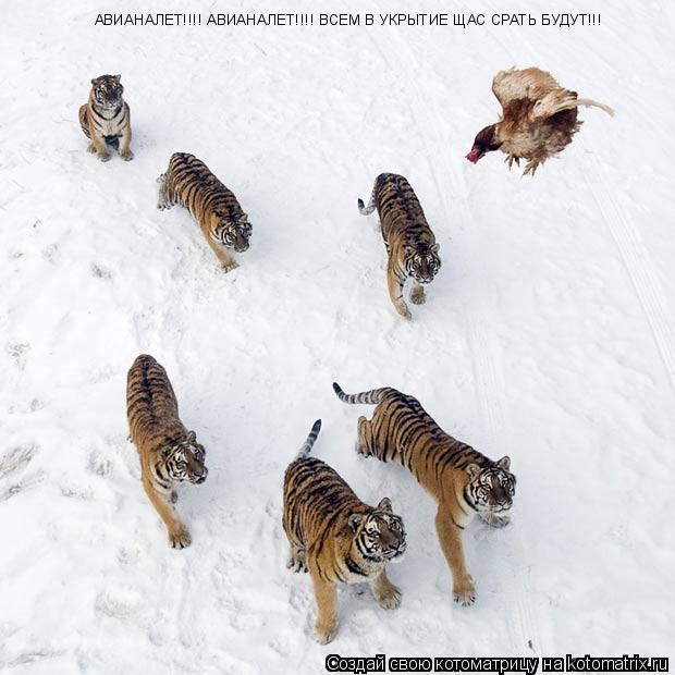 АВИАНАЛЕТ!!!! АВИАНАЛЕТ!!!! ВСЕМ В УКРЫТИЕ ЩАС СРАТЬ БУДУТ!!!... Котоматрица: АВИАНАЛЕТ!!!! АВИАНАЛЕТ!!!! ВСЕМ В УКРЫТИЕ ЩАС СРАТЬ БУДУТ!!!