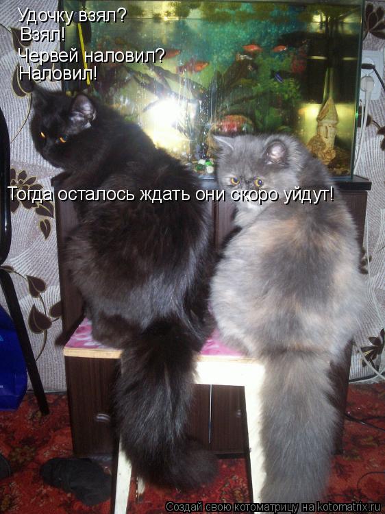 Удочку взял? Взял! Червей наловил? Наловил! Тогда осталось ждать они скоро уйдут!... Котоматрица: Удочку взял? Взял! Червей наловил? Наловил! Тогда осталось ждать они скоро уйдут!