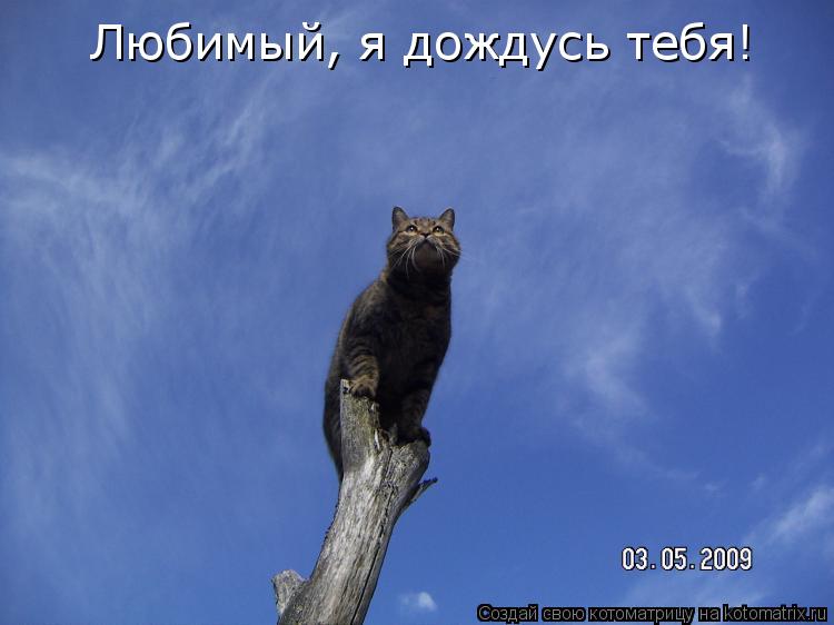 Любимый, я дождусь тебя!... Котоматрица: Любимый, я дождусь тебя!
