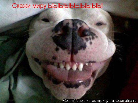 Скажи миру ЫЫЫЫЫЫЫЫЫЫ... Котоматрица: Скажи миру ЫЫЫЫЫЫЫЫЫЫ